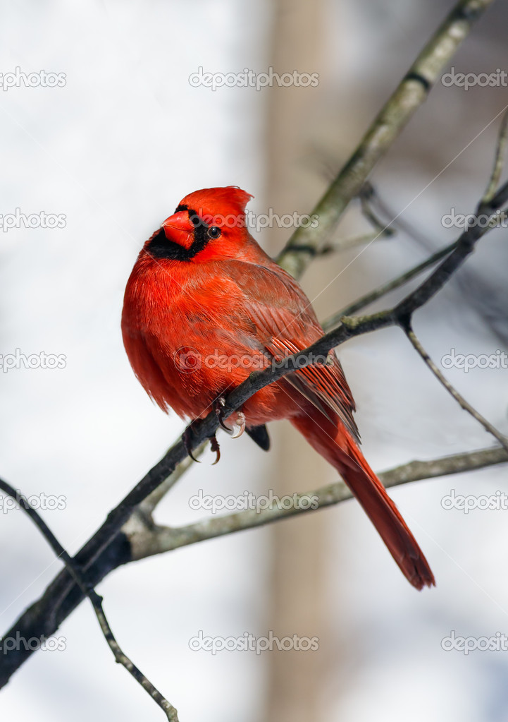 Cardinal Looks Your Way