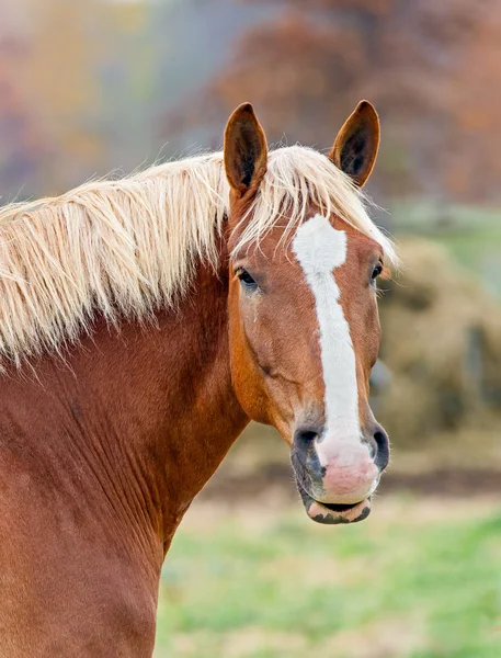 stock image Horse Looks Your Way