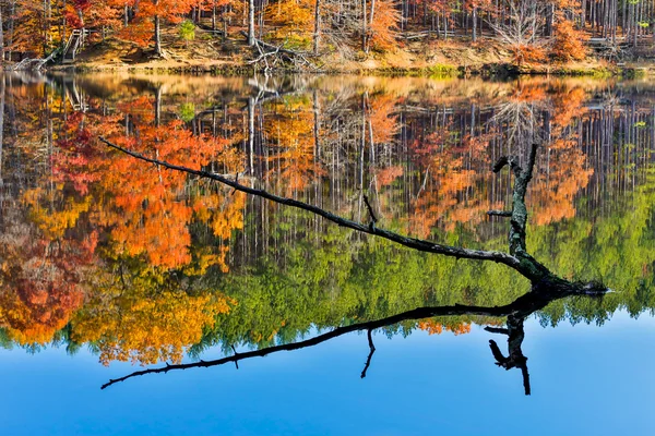 Branch steekt uit herfst lake — Stockfoto