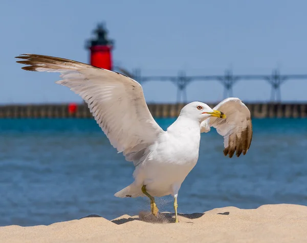 Mouette battante et phare — Photo