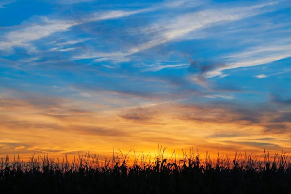 Maïs bij zonsondergang — Stockfoto