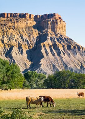 Badlands Cattle clipart