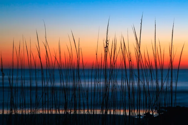 Dune grass świt — Zdjęcie stockowe