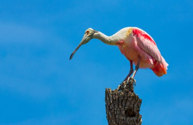 Roseate Spoonbill on Tree Trunk clipart