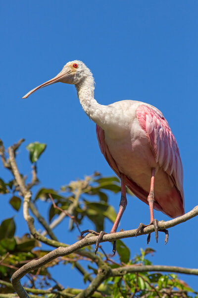 Ложка дегтя