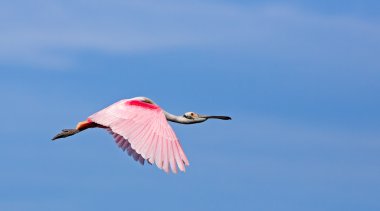 pembe kaşıkçı uçuş