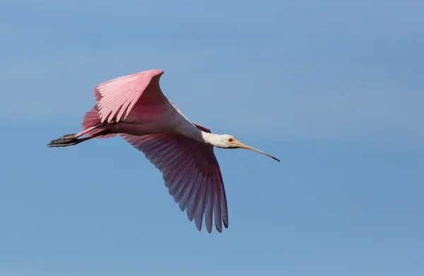 Rosentärna skedstork rusar — Stockfoto