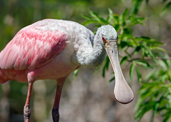 Rosentärna skedstork ser din väg — Stockfoto