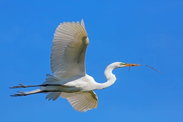 Grote zilverreiger vliegt met takje — Stockfoto