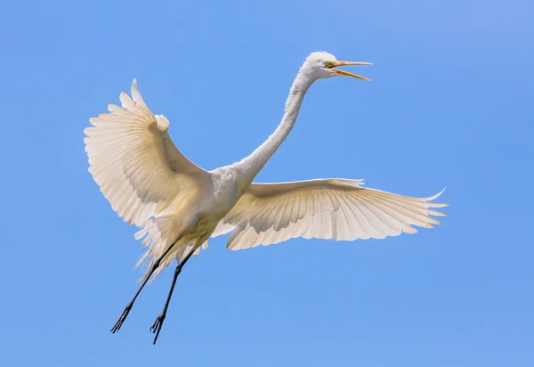 Grande aigrette volante — Photo