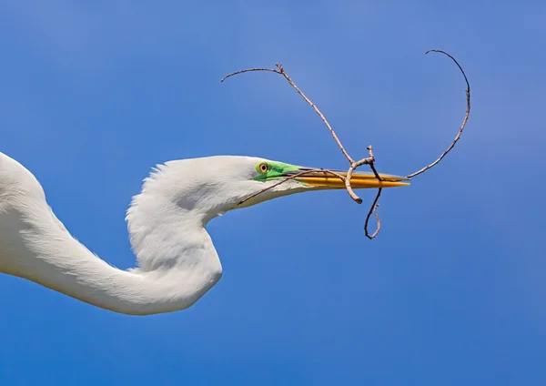 Egret med kvist — Stockfoto