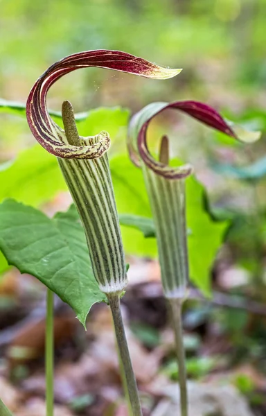 Jack nel pulpito — Foto Stock