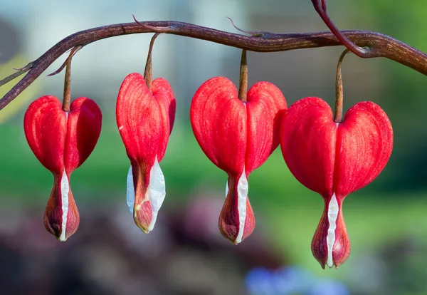 Flores vermelhas do coração sangrando em uma fileira — Fotografia de Stock