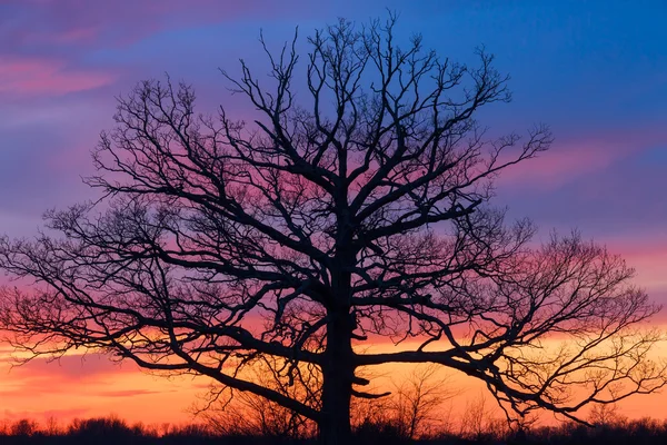 Großer ole tree bei Sonnenuntergang — Stockfoto