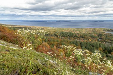 Camden, Maine yakınlarındaki Battie Dağı 'ndaki Penobscot Körfezi' nin yukarısındaki sonbahar manzarasında beyaz paskalya çiçekleri açar. Acadia Ulusal Parkı 'nın zirveleri. Ufukta çöl adası yükseliyor..