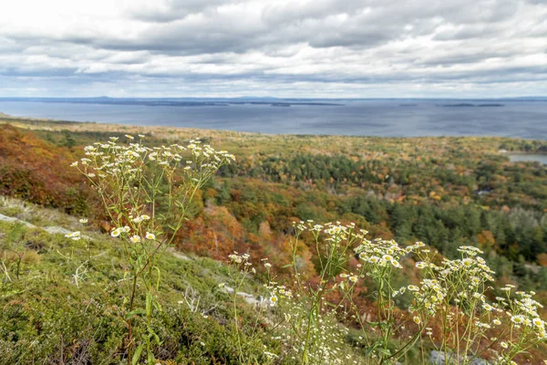 White Aster Flowers Bloom Autumn Landscape High Penobscot Bay Mount — Stock Photo, Image