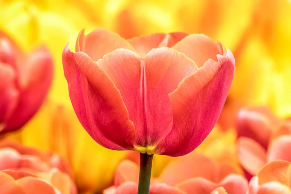 Pomarańczowy Czerwony Tulipan Stoi Wysoki Wspierany Przez Inne Kwiaty Złocistych — Zdjęcie stockowe