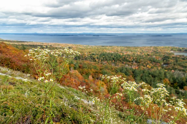 Des Fleurs Aster Blanc Fleurissent Sur Paysage Automnal Dessus Penobscot Images De Stock Libres De Droits