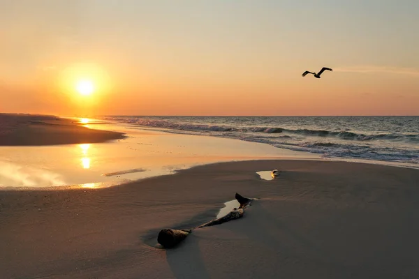 Pelican Flies Sunrise Shines Brightly Sea Sandy Beach Driftwood Log — Stock Photo, Image