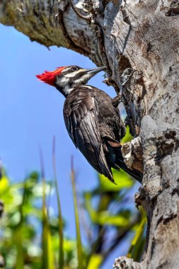 Siyah, beyaz ve kırmızı bir ağaçkakan, Florida, Sanibel Adası 'ndaki Ding Darling Ulusal Yaban Hayatı Sığınağı' nda bir ağacın gövdesinde bir delik açmaya çalışıyor..