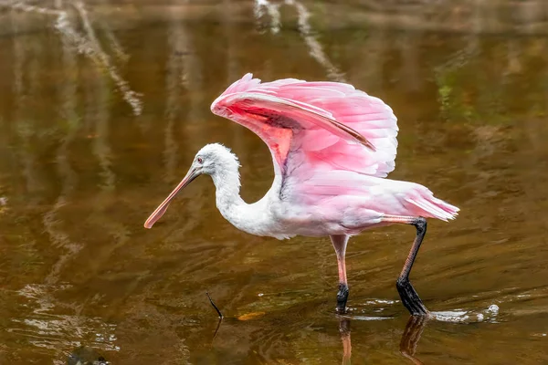 フロリダ州サンイベル島の鼎ダーリング国立野生動物保護区で浅い水に身を包みながら 未熟なピンクのバラ色のスプーンビルフィード — ストック写真