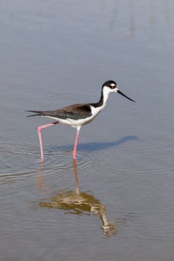 Uzun pembe bacaklı yapışkan bir kuş sığ sularda yürür ve Florida, Sanibel Adası 'ndaki Bailey Darling Ulusal Vahşi Yaşam Sığınağı' nda yiyecek arar..