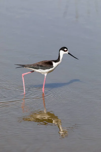 Stilt Pták Dlouhýma Růžovýma Nohama Kráčí Mělké Vodě Hledá Potravu — Stock fotografie