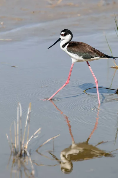 Stilt Pták Dlouhýma Růžovýma Nohama Kráčí Mělké Vodě Hledá Potravu — Stock fotografie