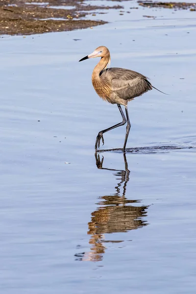 Casting Reflection Shallow Pond Ding Darling National Wildlife Refuge Sanibel — Stock Photo, Image