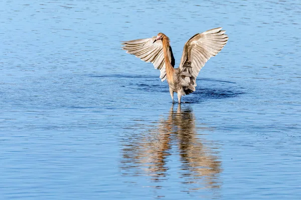 在佛罗里达州萨尼伯尔岛丁达林国家野生动物保护区的浅水池中涉水时 一只红鹭展开了翅膀 — 图库照片