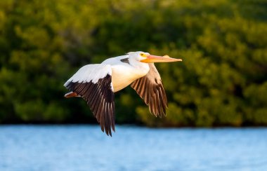 Sabahın erken saatlerinde, bir Amerikan beyaz pelikan kuşu Sanibel Adası, Florida 'daki Ding Darling Ulusal Vahşi Yaşam Sığınağı' nda bir göletin üzerinde uçuyor..