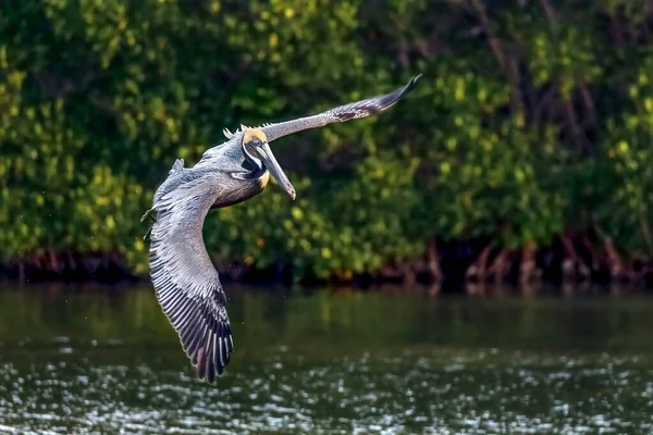 Een Mooie Sierlijke Bruine Pelikaan Vlucht Zweeft Een Mangrove Vijver — Stockfoto