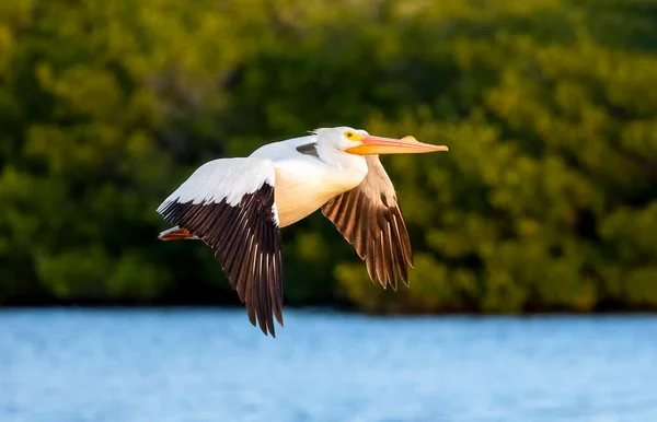 早朝の光の中 アメリカの白いペリカン鳥がフロリダ州サニベル島の鼎ダーリング国立野生生物保護区の池を飛んでいます — ストック写真