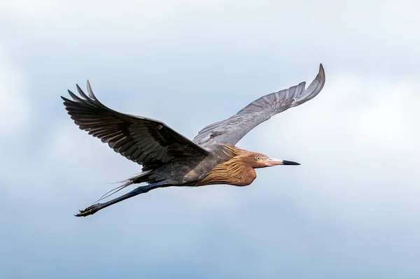 佛罗里达州西南部萨尼伯尔岛丁达林国家野生动物保护区上空 一只长着翅膀的红鹭在飞翔 — 图库照片