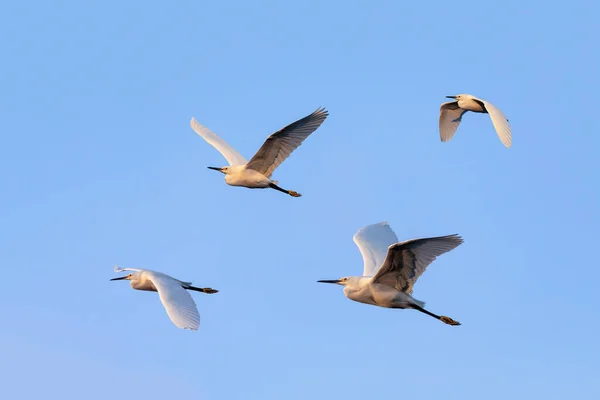 Ein Quartett Schneeweiher Vögel Fliegt Gemeinsam Gegen Einen Strahlend Blauen — Stockfoto