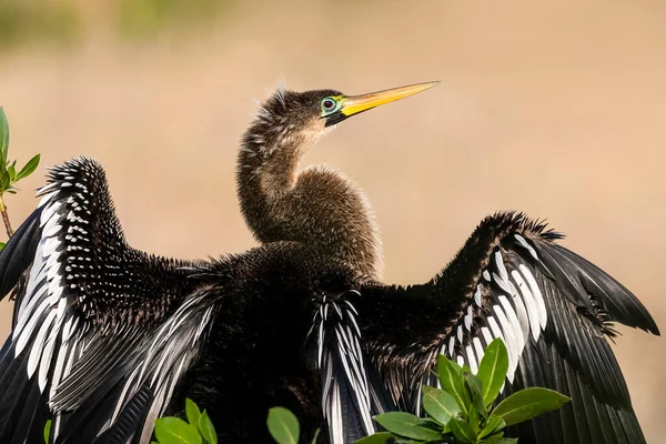 Anhinga Snake Bird Perched Head Turned Sideways While Drying Its — Stock Photo, Image