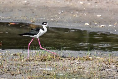 Uzun pembe kırmızı bacakları üzerinde siyah boyunlu bir kuş, Florida, Sanibel Adası 'ndaki Bailey Tract of Ding Darling Ulusal Yaban Hayatı Sığınağı' nda bir gölet boyunca yürüyor..