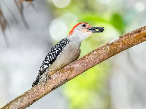 Red Bellied Woodpecker Bird Dark Berry Its Beak Sits Perched — Stockfoto