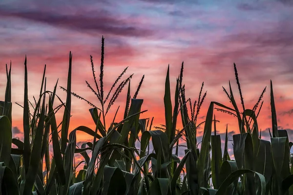 Cornstalks Tassels Midwest Cornfield Silhouetted Beautiful Sunset Sky Clouds Vivid — Fotografia de Stock