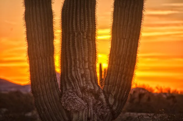 沙漠落日 — 图库照片