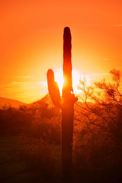 Pouštní západ slunce — Stock fotografie