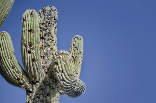 Golfballen hit in saguaro cactus boom op golfbaan. — Stockfoto