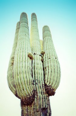 çöl saguaro kabarık bulut gün batımı ile