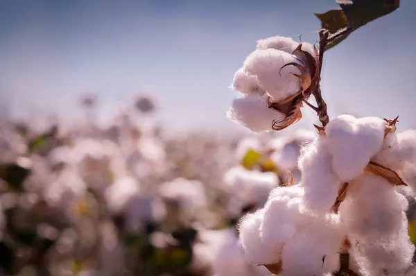 Cotton plant — Stock Photo, Image