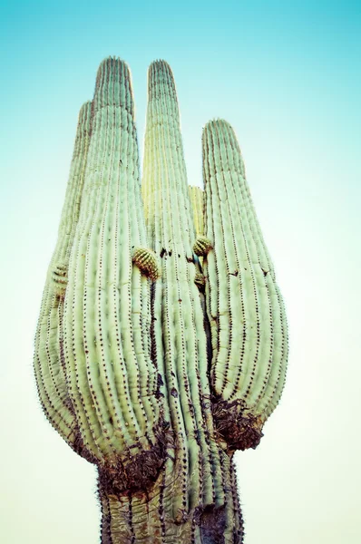 Wüste saguaro mit flauschigen Wolken Sonnenuntergang — Stockfoto