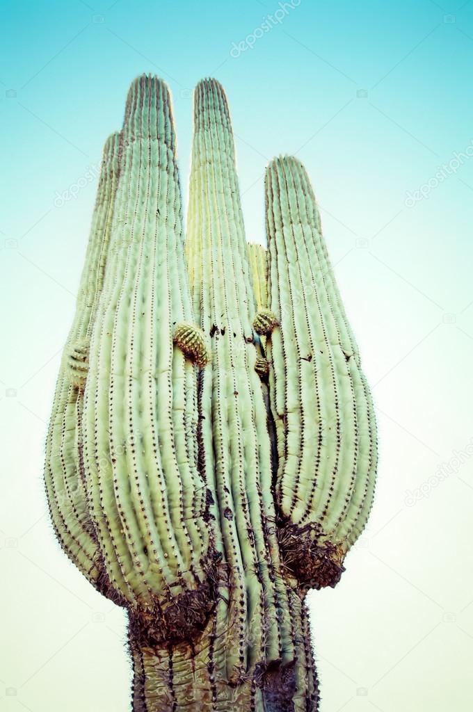 Desert saguaro with fluffy cloud sunset