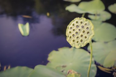 lily pad ile huzurlu sakin gölet