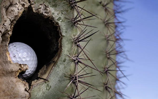 Golfbal ingediend in saguaro cactus boom - woestijn van arizona — Stockfoto