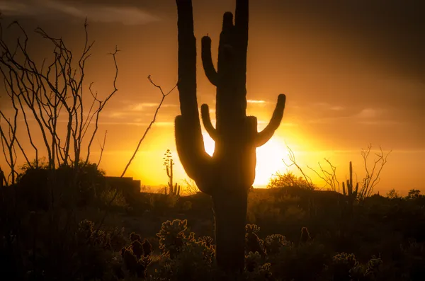 Az çöl gün batımı Saguaro kaktüsüyle