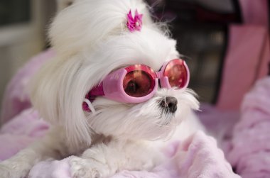 Cool fashionable Maltese doggy clipart